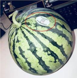 吴川西瓜网红吃瓜,甜蜜一夏,瓜界新宠