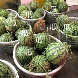 吃瓜娱乐公司,揭秘娱乐圈幕后那些事儿  第2张 吃瓜娱乐公司,揭秘娱乐圈幕后那些事儿  第2张