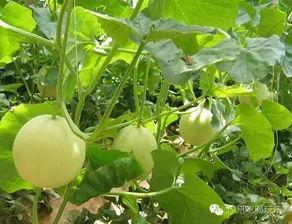 小香瓜视频爆料网站,揭秘娱乐圈幕后真相  第2张 小香瓜视频爆料网站,揭秘娱乐圈幕后真相  第2张